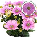 Bild von Osteospermum  P12 Rosita